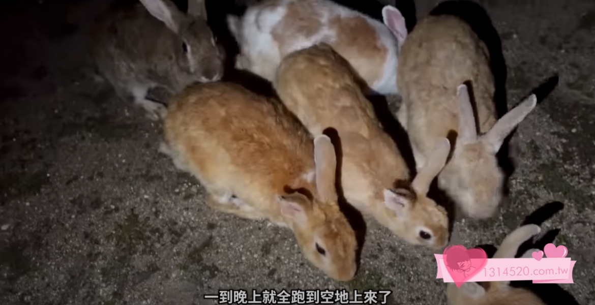 日本兔子島！因為OO，這座島上竟然住滿了兔子