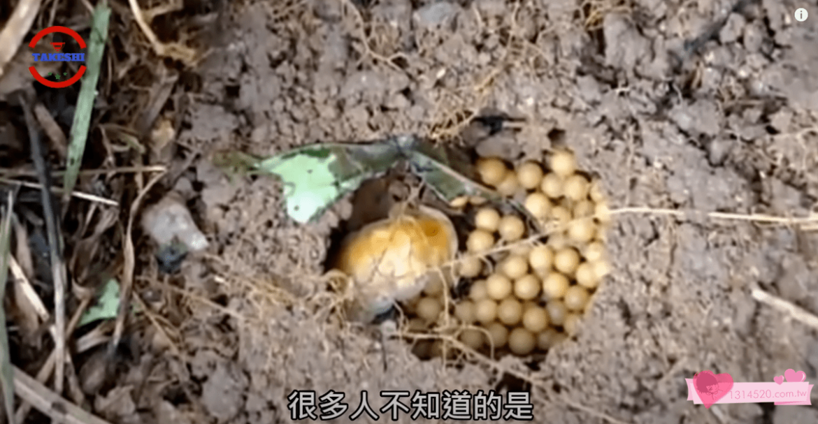 台灣發現!驚人的發光兇殘怪蟲! | 發光!絞殺!斷頭! | 幼時比長大還兇殘的生物