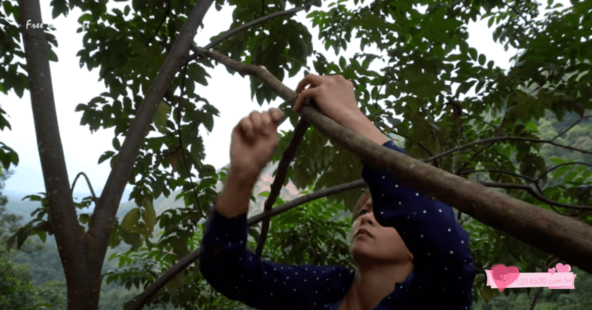 在樹上搭建帳篷營地，烹煮雞肉料理