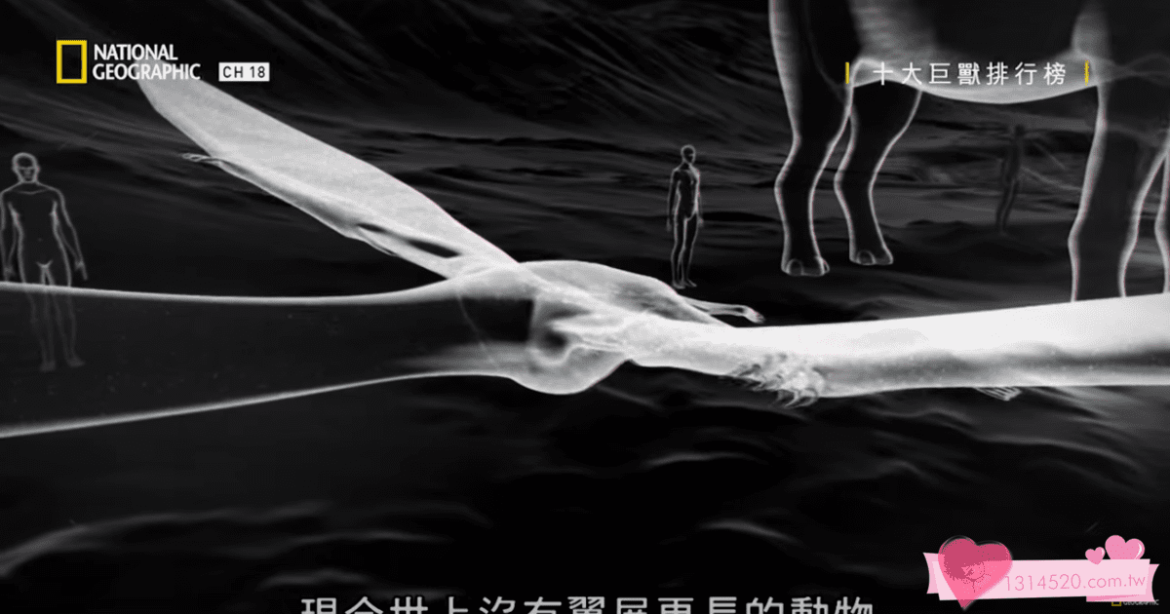 曾經稱霸陸海空的巨型動物再度現身，和飛機一樣大的巨鳥、2.5層樓高的巨龍…，到底哪隻巨獸能摘下排行榜冠軍? 【十大巨獸排行榜】官方完整版 免費觀看