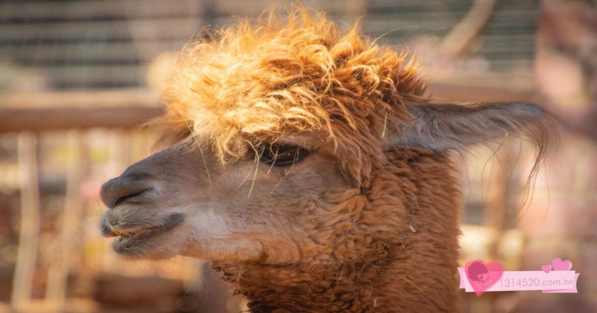 網紅“驢”的驚人成功——史上最成功的牲畜——羊駝The Surprising Success of the Internet Sensation “Donkey” – The Most Successful Livestock in History – Camels